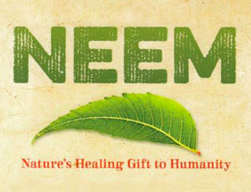 Neem et Curcuma, la bonne habitude du Yogi