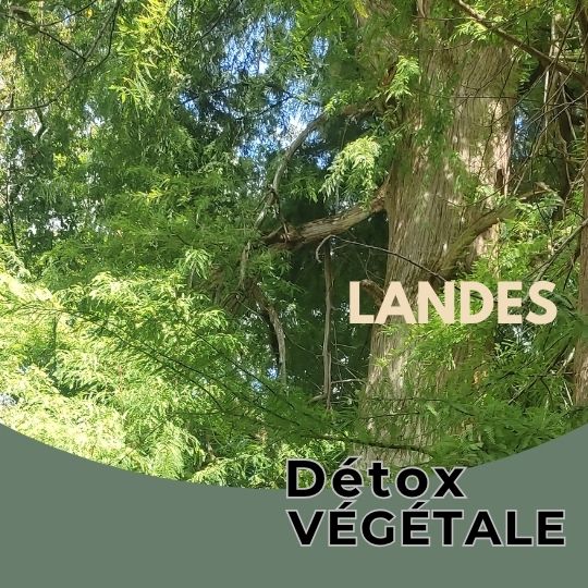 Retraite yoga Détox végétale Landes